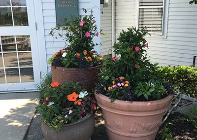 small plants and shrubs outside office