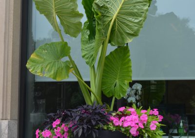 plant and flower arrangement