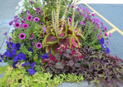 landscaping flowers