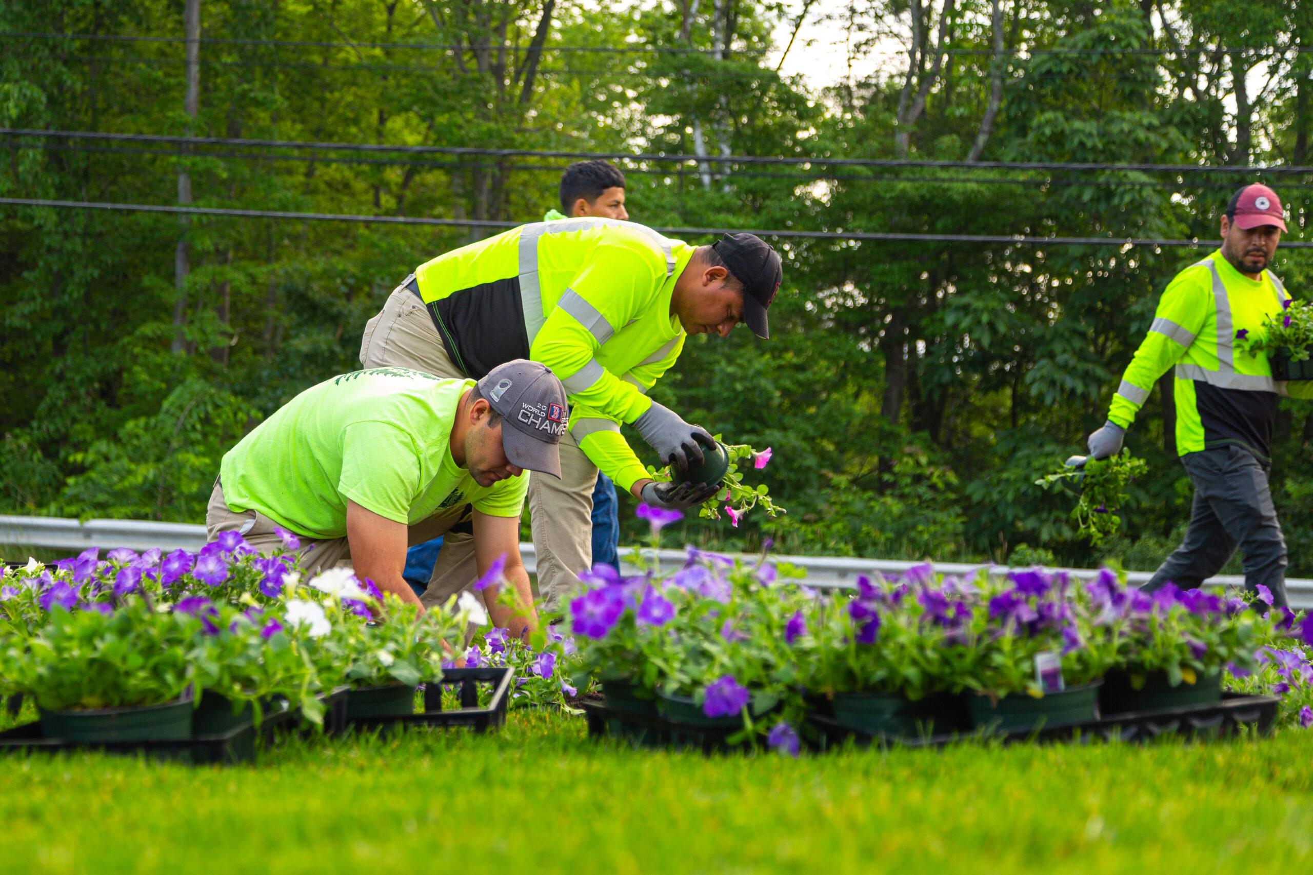 Landscapers who work for LEI Construction planting purple flowers for a commercial landscape.